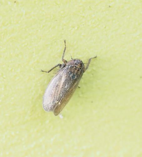 Réf. 250 528 : Euscelis incisus